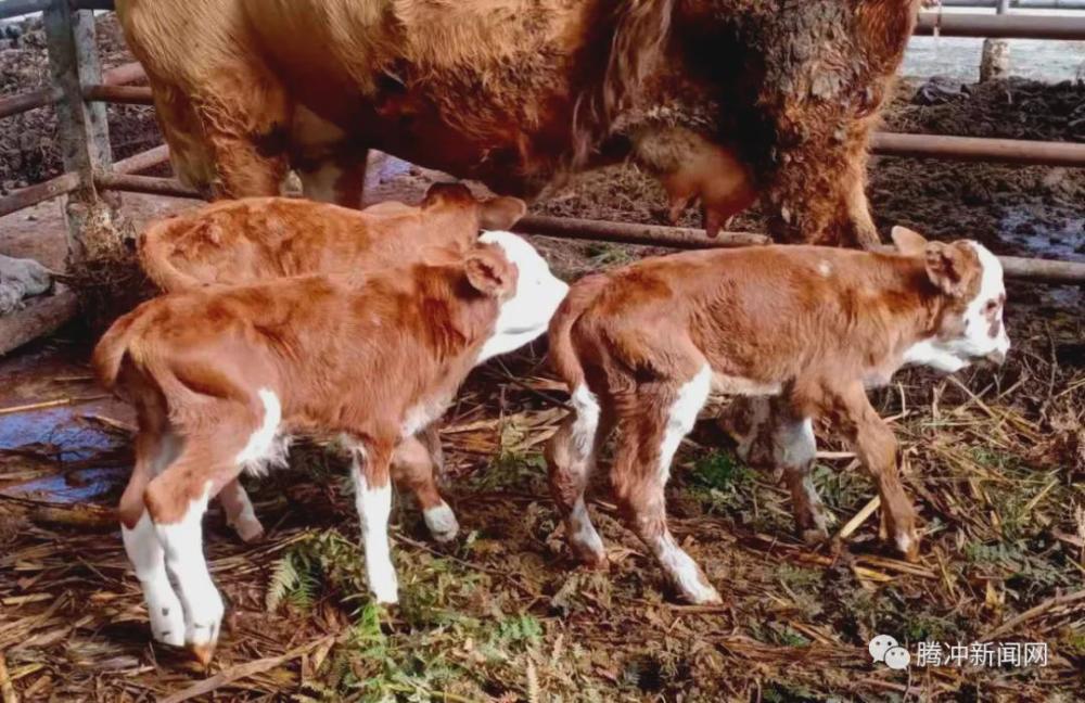 五十万分之一!腾冲中和一母牛产下3胞胎