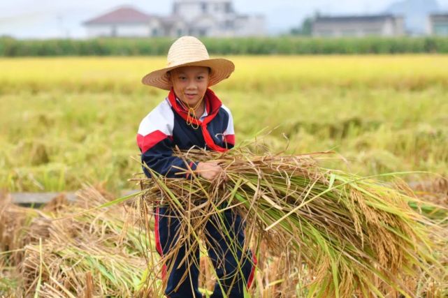 100余名"小农夫"收割稻谷 体验"粒粒皆辛苦"_腾讯新闻