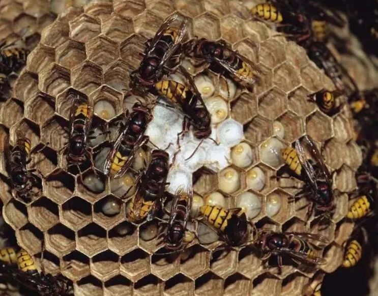 密集恐惧症慎入……_腾讯新闻