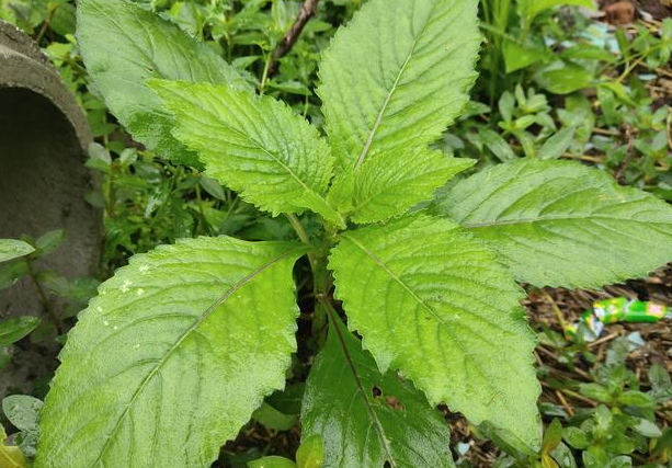 在國外劣跡斑斑入侵我國卻成極品野菜俗稱革命菜