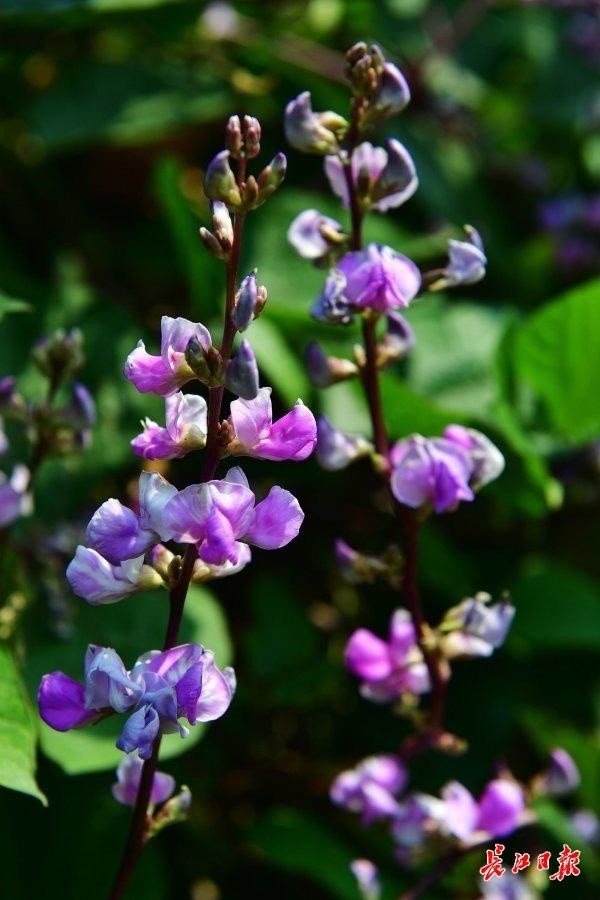 黄陂木兰大道旁农田里的韭菜花.【编辑:张玲】