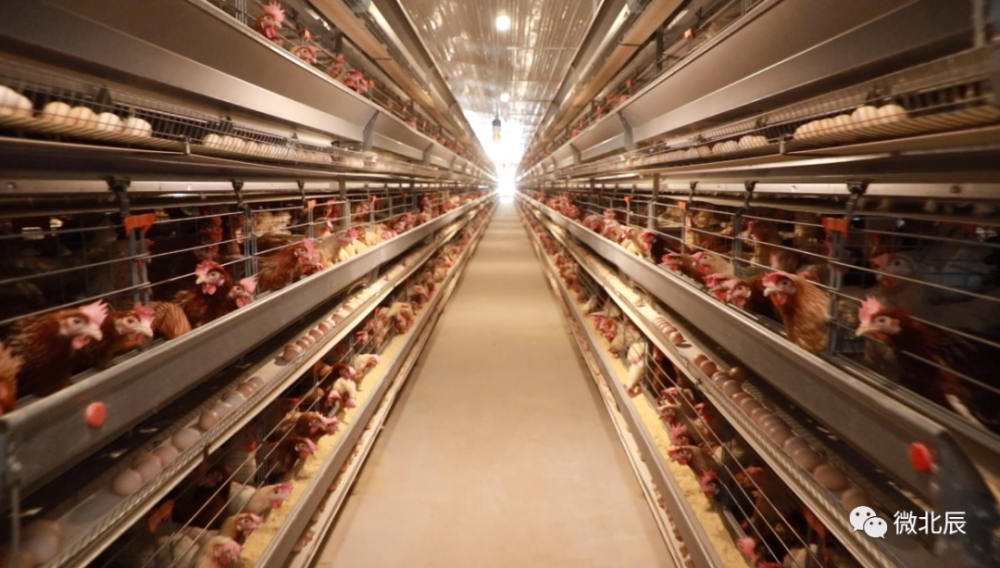 看北辰"种养一体化"鸡场推进农业高效绿色发展