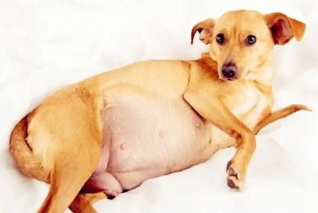 怀孕期是58～65天_腾讯新闻