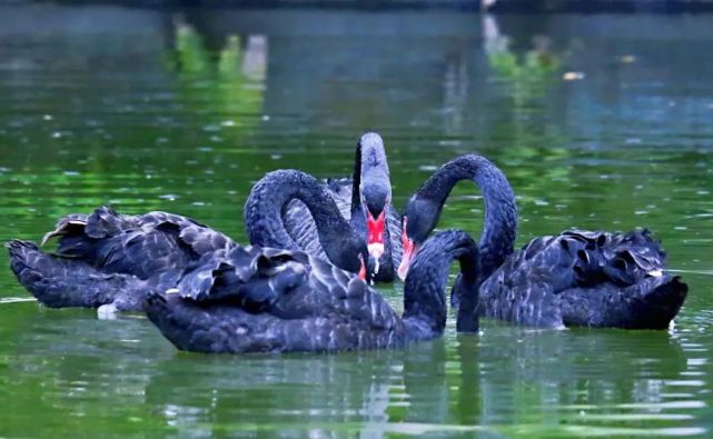 珠江公园黑天鹅图片