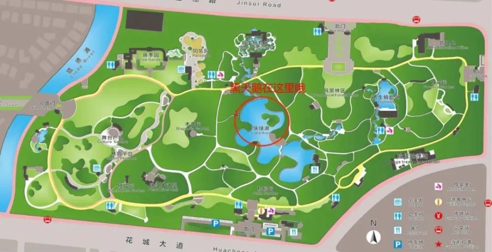 广州珠江公园飞来两对黑天鹅_腾讯新闻