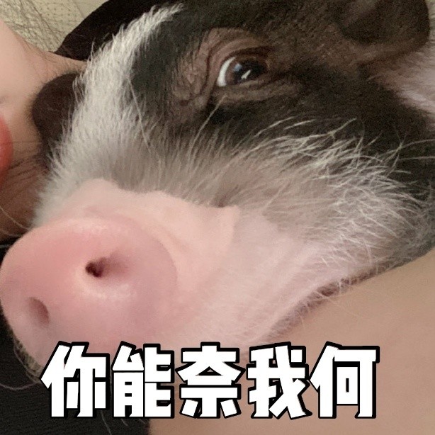 表情包你能奈我何