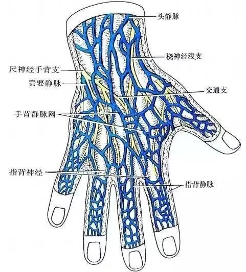 手背静脉解剖图片图片