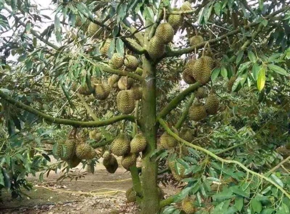 榴蓮種植前一定要了解這些細節要不然被別人賣了還幫別人數錢