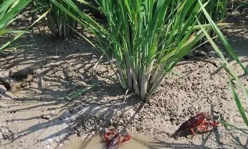 十月水稻收起来还可以养殖小龙虾吗？