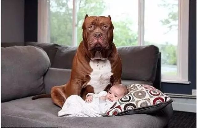 世界上最大的斗牛犬当爹了,整个狗居然变得像只金毛了!