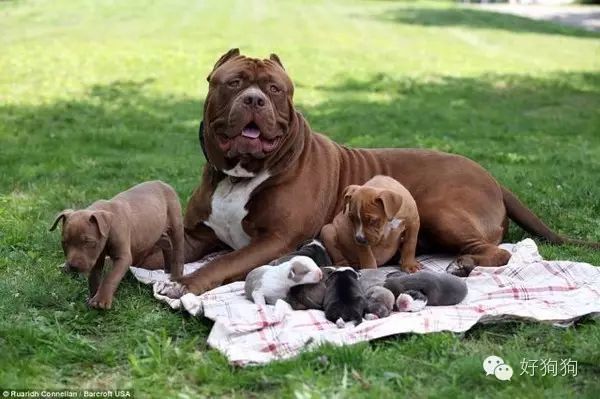 世界上最大的斗牛犬当爹了,整个狗居然变得像只金毛了!