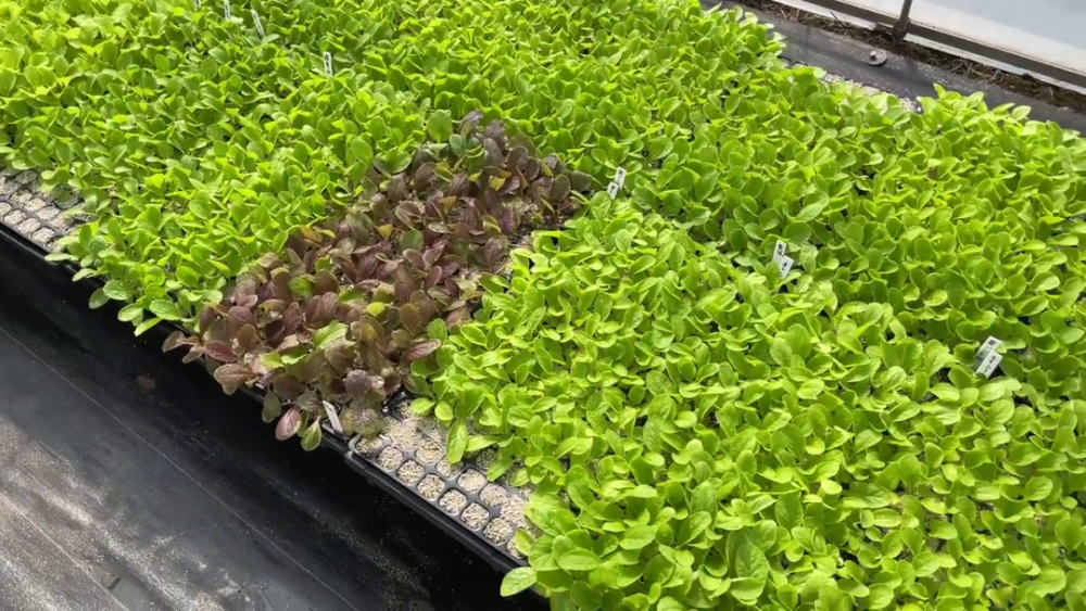 日本的全自动蔬菜移栽机种植方法很简单谁都可以学会