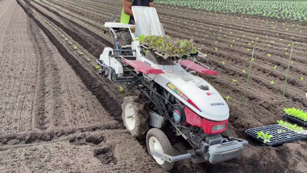 日本的全自动蔬菜移栽机种植方法很简单谁都可以学会