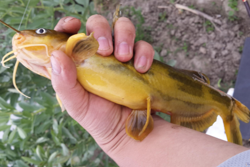 嘎鱼喜欢吃哪种食物?嘎鱼的生活习性和垂钓技巧