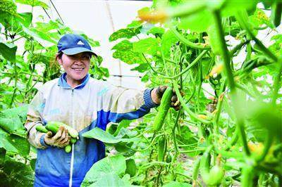 菜農們採摘新鮮黃瓜準備裝箱上市