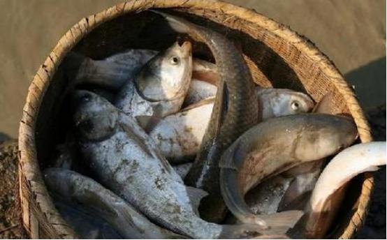 刘伯温去世前为何送给朱元璋一筐鱼,以致让朱元璋17年后才明白?