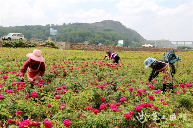 宣威市宝山镇海西玫瑰花开了