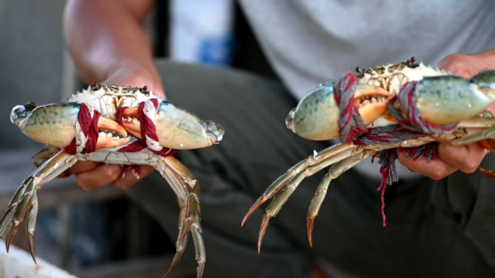 这是北海著名的螃蟹养殖村!看看九月的螃蟹有多肥_腾讯新闻