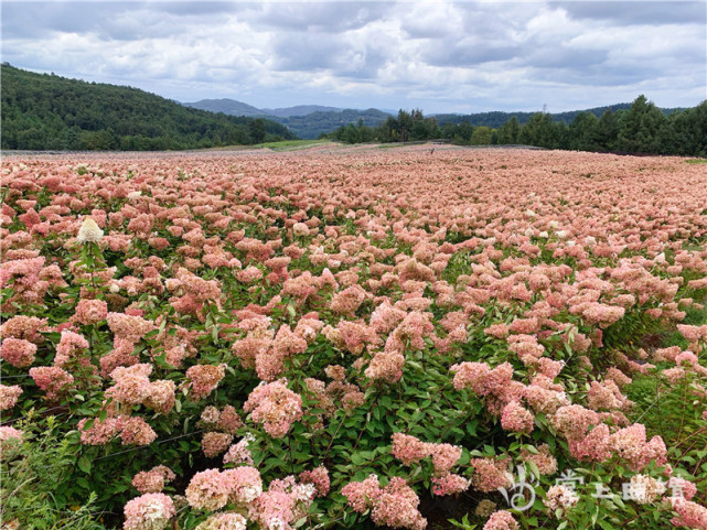 宣威西泽乡新房村绣球花种植火了乡村旅游富了村民口袋