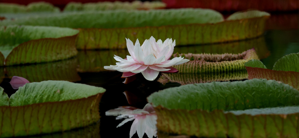 蓮花池公園王蓮盛開