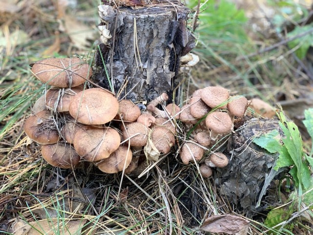 榛蘑生长环境图片