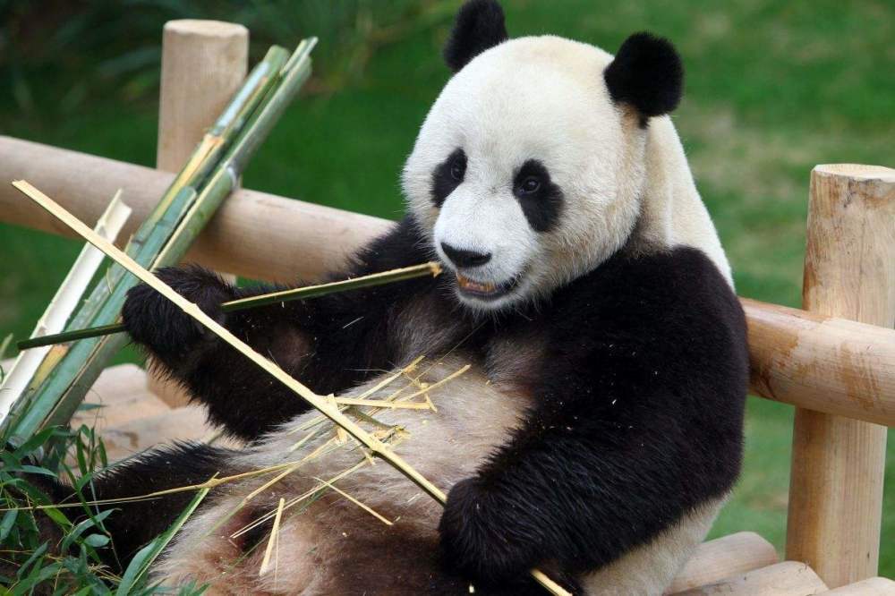 吃竹子的大熊猫 在食肉目动物咬合力排行榜里,大熊猫可是排名前五的