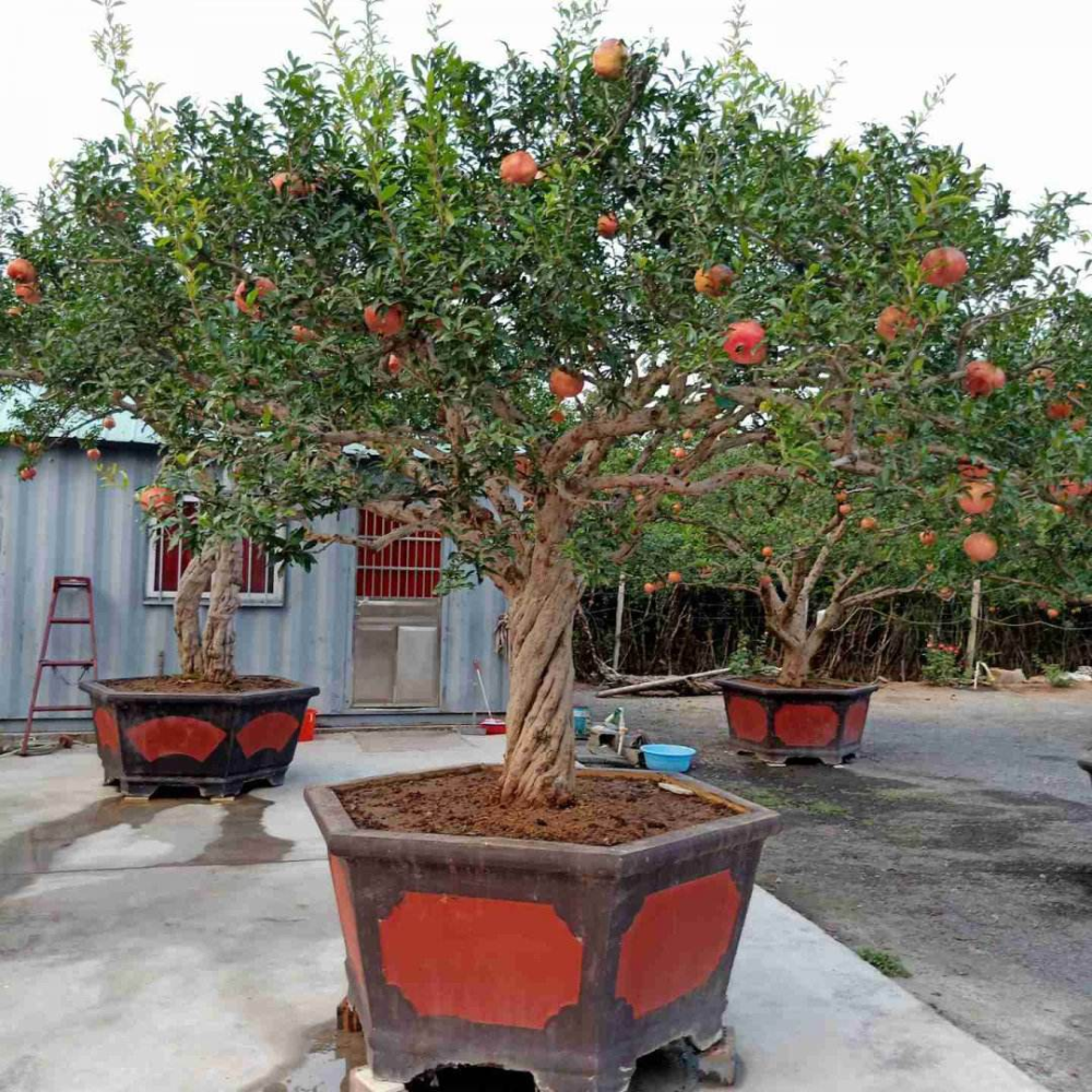 4种果树种在院子里特旺宅还有时令水果免费吃