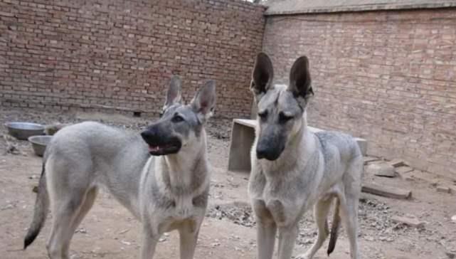 日本侵華時曾訓練過一種動物 咬死無數國人 如今中國遍地都是 中國熱點