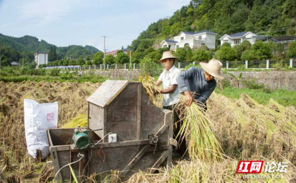 这属于旧时光里的打稻机让我体会到耕种的不易