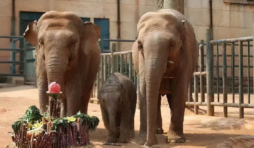 沁阳动物园大象图片