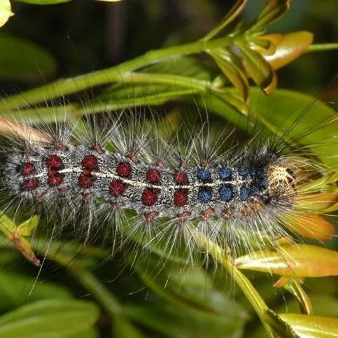 (asian gypsy moth),毒蛾科,毒蛾屬昆蟲,其幼蟲主要危害葉片,能取食