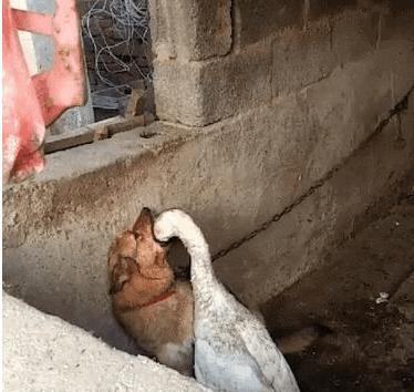 鹅欺负狗大家都知道在农村中有三种动物不能惹,气势汹汹的大鹅,会咬人