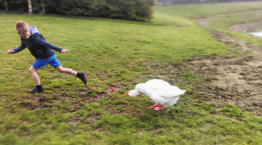 为何说蛇不敢靠近鹅,鹅粪真能杀蛇吗?鹅:我凶起来自己都害怕