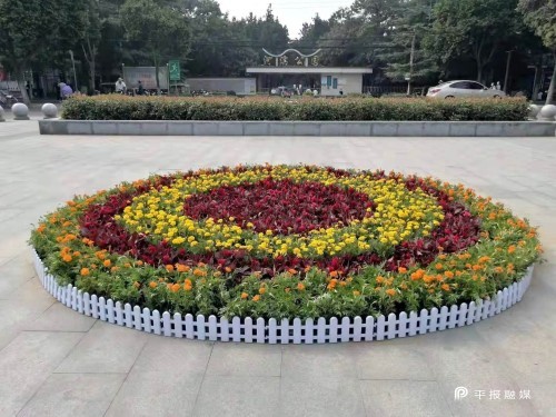 圆形花坛植物搭配图片