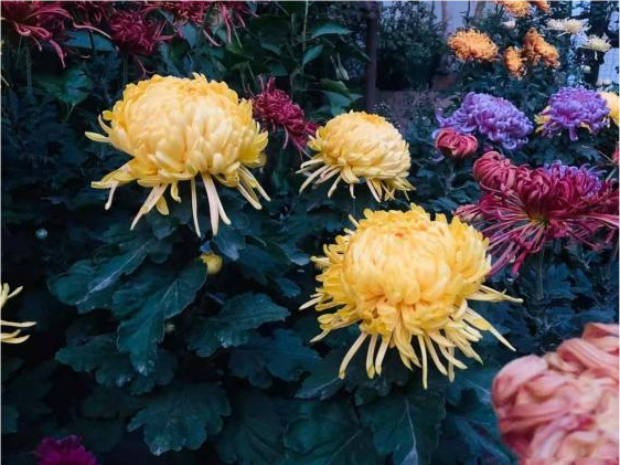 4种花,以高贵典雅出名,被称为"花草四雅"