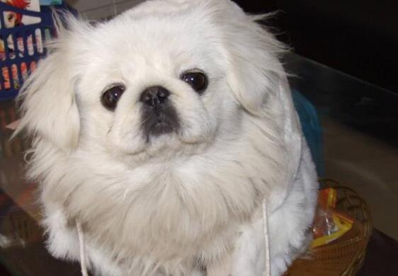 颜值高的京巴犬天生有4大缺点估计你一个都接受不了