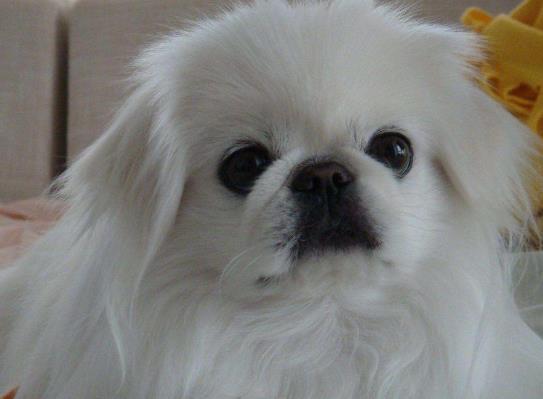 颜值高的京巴犬天生有4大缺点估计你一个都接受不了