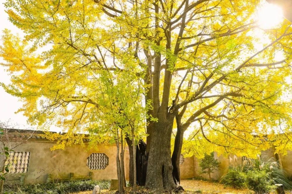 百年百树松江区死而复生的公孙树