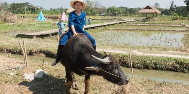 父母和孩子可以一起照顧大象,學習象語,餵食大象,給大象洗澡,學習與