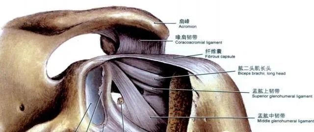 喙突上方是喙肩韧带和喙锁韧带的附着处;下方是喙肱肌,肱二头肌短头和