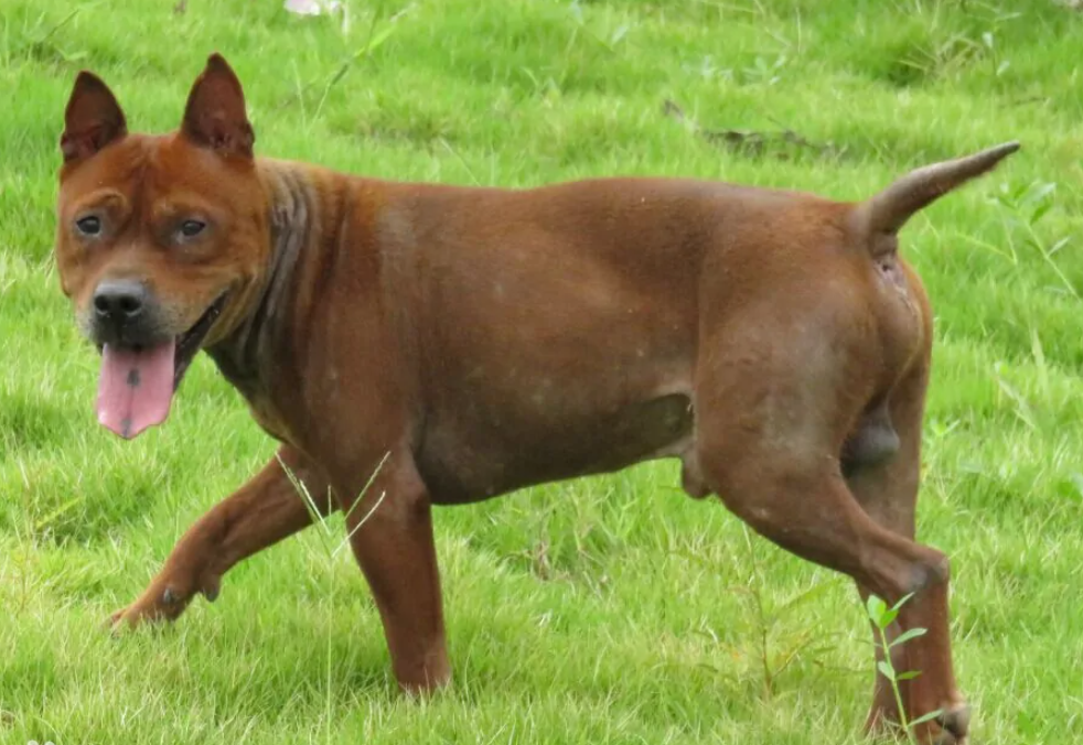 剛剛公佈海口養狗的注意違者沒收犬隻罰款2000元