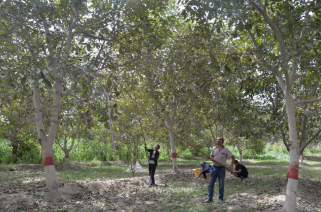 核桃皮质排行_十大文玩核桃排行榜:四座楼上榜,它最接近老款狮子头