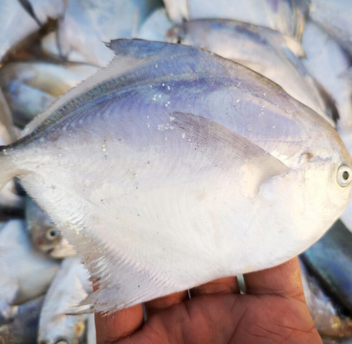 這7種海魚,目前無法養殖,都是野生的,營養又好吃,價格還不貴_騰訊新聞