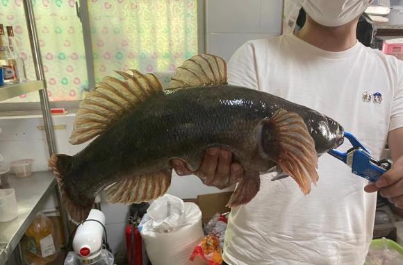 江蘇一男子釣上