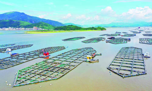 浮筏式吊养养殖近江牡蛎具有生长快,个体大,产量高,经济效益好等特点