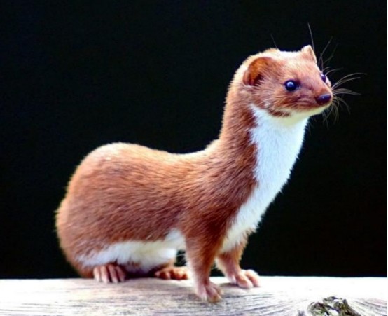 连云港23人捕杀保护动物12000只黄鼠狼被活活扒皮它真的有灵性