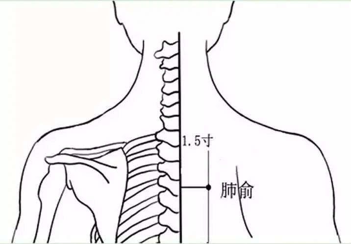 穴位图肺俞穴上呼吸道皮肤病最重要穴位