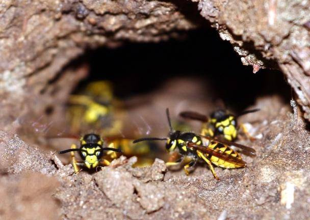 和土蜂"战斗"(小小说)_腾讯新闻