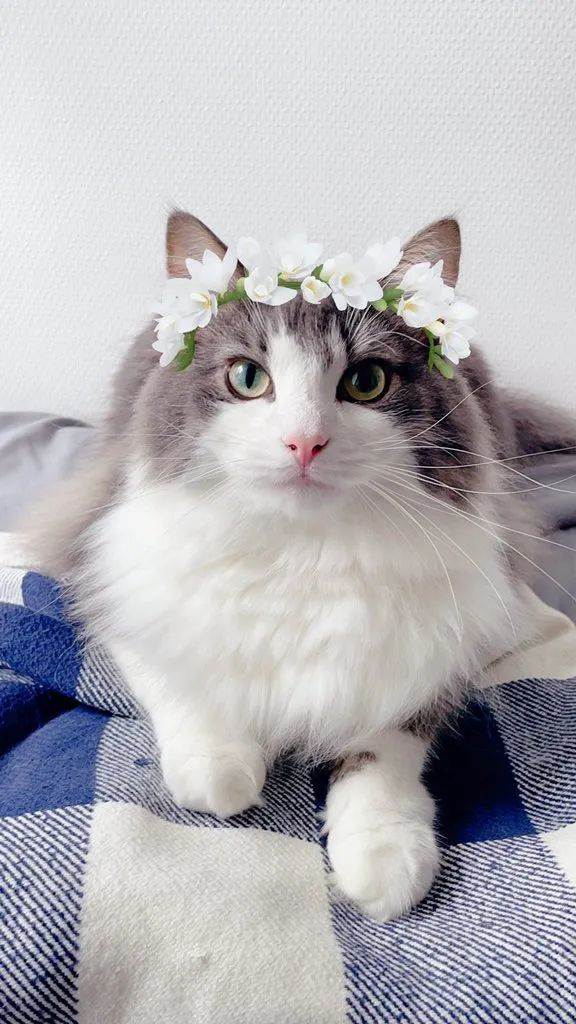 猫趣|让人惊艳的挪威森林猫,气质优雅,性格好