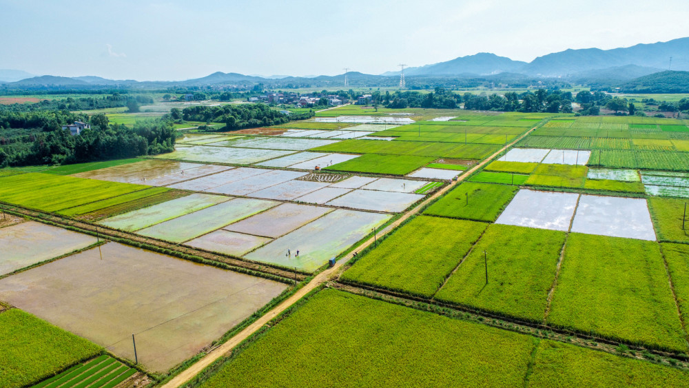 农业农村部:建设12亿亩高标准农田 夯实国家粮食安全基础_腾讯新闻